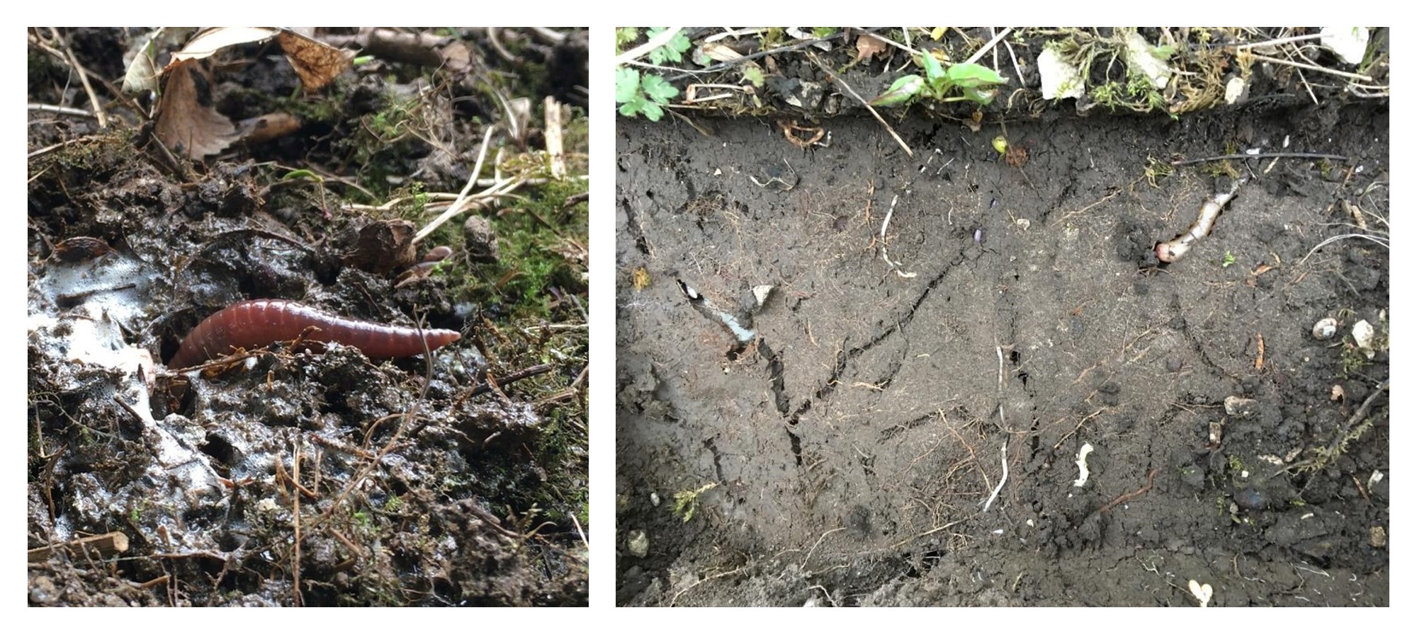 Discovering Earthworms Online Earthworm Society of Britain